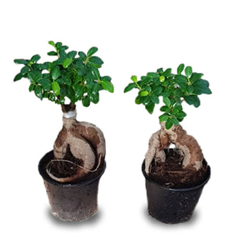 Bonsai Offer
